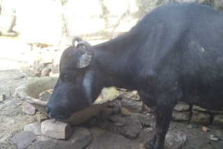 Bihar Buffalo suffers injuries in Kaimur after ingesting firecracker