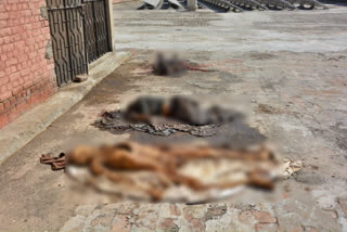 Videos circulated in social media show several putrefied bodies dumped on the hospital roof in a bad condition, sparking rumours that the decaying bodies were meant for eagles and vultures to feast. The Baloch separatists are claiming that these could be the bodies of their missing persons.