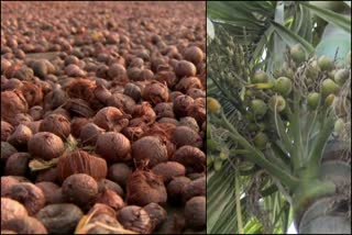 Etv Bharatareca-nut-import-from-bhutan-not-impact-on-price
