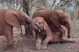 Watch: Cute baby elephants play as elder tusker lets them climb