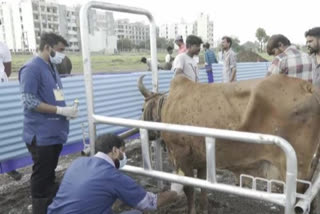 مدھیہ پردیش میں لمپی وائرس سے سوا تین سو زائد جانوروں کی موت