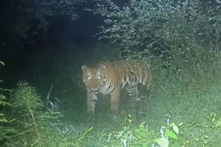 Bhopal Tiger In MANIT