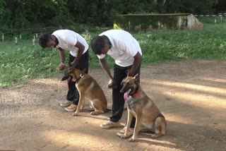 Human sacrifice updates  maya and marfi reached Pathanamthitta  maya and marfi  മായയും മര്‍ഫിയും  തിരുവനന്തപുരം വാര്‍ത്തകള്‍  പത്തനംതിട്ട ഇലന്തൂരിലെ നരബലി  ഇരട്ട നരബലി  ഇലന്തൂരിലെ നരബലി കേസ്  ഭഗവത്‌ സിങ്  kerala news updates  കേരള പൊലീസ്  മായയും മര്‍ഫിയും