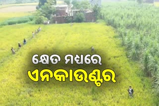 ପୋଲିସ ଓ ଗ୍ୟାଙ୍ଗଷ୍ଟାର ମଧ୍ୟରେ ଲଢେଇ, ଦେଖନ୍ତୁ ଭିଡ଼ିଓ