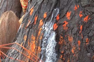 singrauli Neem Tree milk