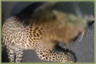 Leopard Died in Vehicle Collision