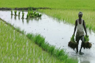 Bengal Farmers Earn Three Times Less than Punjab NABARD Reports