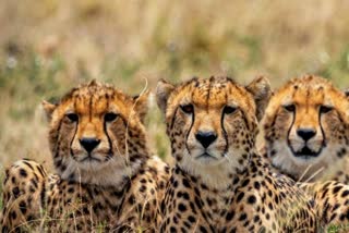 ചീറ്റകൾ ഫിറ്റ് ആൻഡ് ഫൈൻ  ചീറ്റകളെ തുറന്നുവിടും  വനത്തിലേക്ക് തുറന്നുവിടാൻ ആലോചന  ചീറ്റകളെ മൂന്ന് മാസത്തിനുള്ളിൽ തുറന്നുവിടും  eight cheetahs in Kuno National Park  cheetahs are fit and healthy said officials  ചീറ്റകളെ തുറന്നുവിടുമെന്ന് അധികൃതർ  ഇന്ത്യയിലേക്ക് എത്തിച്ച എട്ട് ചീറ്റ  നമീബിയയിൽ നിന്ന് ഇന്ത്യയിലേക്ക് എത്തിച്ച ചീറ്റ  ചീറ്റകളുടെ ആരോഗ്യസ്ഥിതി  കുനോ നാഷണൽ പാർക്ക്  Kuno National Park  cheetah in indaia  ചീറ്റകൾ ഇന്ത്യയിൽ  ചീറ്റകളെ പുനരുജ്ജീവിപ്പിക്കാനുള്ള പദ്ധതി
