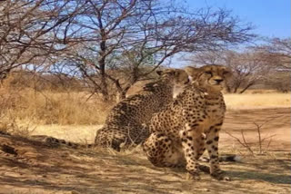 Cheetahs fit and fine in Madhya Pradesh Kuno National Park Officials