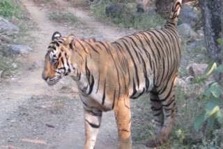 Tiger being brought from Ranthambore to Sariska