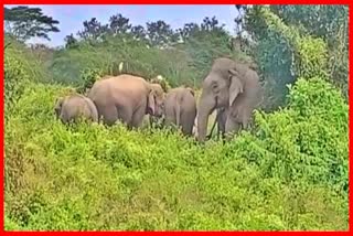 Man elephant conflict at Mariani in Jorhat