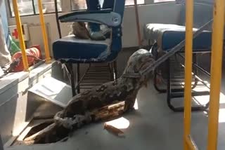 huge-python-rescued-from-school-bus-viral-video