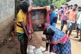 superstition in nabarangpur villagers sacrifice pig on gramdevi
