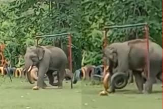 elephant played in army national park in guwahati assam