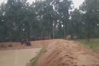 Terror of elephants in Surajpur