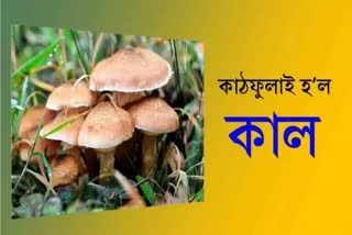 A family suffers after eating poisonous mushrooms in Lanka