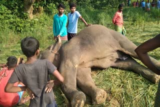 Elephant Death