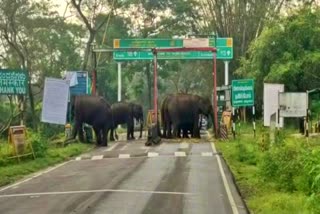 elephants-closed-tamilnadu-karnataka-border