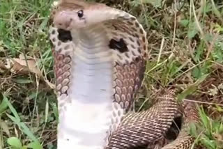 King Cobra Rescue by forest employee Pakur Chandpur village incident