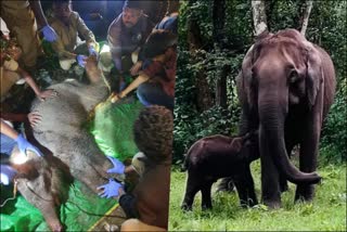 elephant-injured-calf-spotted-by-rahul-gandhi-missing-after-treatment