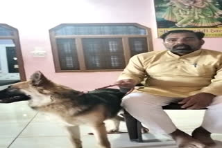 dog chases away thief in shivpuri