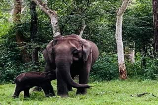 karnataka nagarhole national park