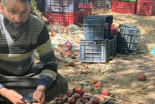 viral video of fruit grower in kashmir setting fire to apple due to  slow rate, police says Strict action against said personn