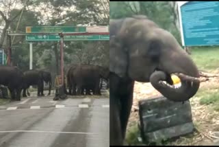 Elephants closed Check post