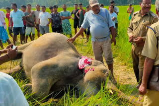 Elephant calf found dead near Kaziranga in Assam