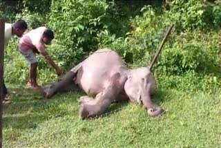 Two Wild elephant found dead in Assam