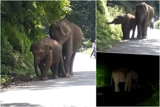 palakkad  wild elephant in Nelliyampathy in Palakkad  നെല്ലിയാമ്പതിയില്‍ കാട്ടാനക്കൂട്ടമെത്തി  കാട്ടാനക്കൂട്ടം  പാലക്കാട് വാര്‍ത്തകള്‍  കാട്ടാന വാര്‍ത്തകള്‍  നെല്ലിയാമ്പതി വാര്‍ത്തകള്‍  വന്യമൃഗശല്യം  കേരളത്തിലെ പുതിയ വാര്‍ത്തകള്‍  kerala news updates  latest news in kerala  നെല്ലിയാമ്പതി ചുരംപാതയിലെത്തിയ കാട്ടാനകള്‍