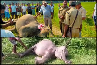 Two Wild elephant found dead in Assam