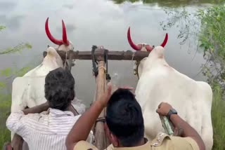 Police Bullock Cart Travelling Video