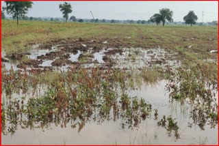 Heavy rainfall after sowing