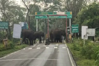 Elephants closed Check post  Chamarajnagar  Check post of Asanur  കാട്ടാന  കര്‍ണാടക തമിഴ്‌നാട് അതിര്‍ത്തി  ചാമരാജ്‌നഗര്‍