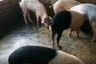 Abnormal death of pigs in Nalbari