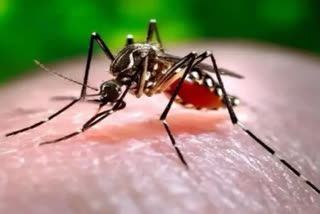 Dengue Patients Mumbai