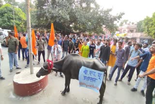 काशी हिंदू विश्वविद्यालय में फीस वृद्धि को लेकर छात्र संगठनों ने भैंस के आगे बीन बजाकर कही ये बातें..