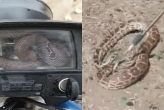 Snake In Bike Speed Meter