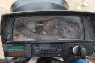 MP: Snake spotted inside motorbike's speedometer in Narsinghpur