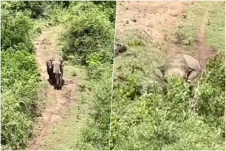 elephant attack attempt  Attappadi  Attappadi elephant attack  പാഞ്ഞടുത്ത് ഒറ്റയാന്‍  വനം വകുപ്പ്  അട്ടപ്പാടി  കീരിപ്പതി  ഷോളയൂർ