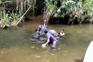 dear rescued by forest RRT  ഒഴുക്കില്‍പ്പെട്ട കേഴാമാനിനെ രക്ഷിച്ച്  വനം വകുപ്പ് ആര്‍ ആര്‍ ടി  മണ്ണാര്‍ക്കാട് അമ്പലപ്പാറ വെള്ളിയാര്‍ പുഴയില്‍  കേഴമാൻ ഒഴുക്കിൽപ്പെട്ടത്  wild animal rescue operation  വന്യ മൃഗങ്ങളെ രക്ഷിച്ച വാര്‍ത്തകള്‍  പുഴയില്‍ വീണ മാനിനെ രക്ഷിക്കുന്ന ദൃശ്യം  video of rescuing of dear  Indian muntjac rescued by forest RRT  Indian muntja fell in Mannarkad river