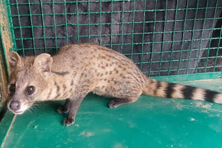 Small Indian civet entered in a Jaipur Hotel, it was rescued and released in forest area