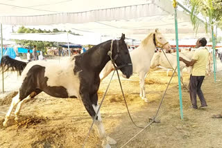 Horses at Devan cattle fair