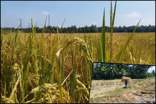 Knnur Kannapuram Ayyoth Vayal  Knnur Kannapuram Ayyoth Vayal paddy field  paddy field  Knnur Kannapuram  Kannapuram Ayyoth Vayal  അയ്യോത്ത് വയല്‍  കുടുംബശ്രീ  പച്ചക്കറി കൃഷി  Rice cultivation  vegetable cultivation  കണ്ണപുരം