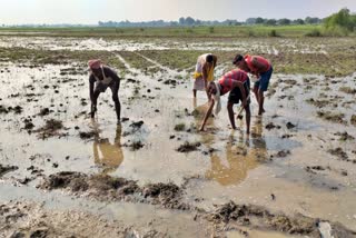 हजारों एकड़ में लगी फसल बर्बाद