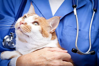 Scientists explain how virus that affects cat kidneys could also affect humans