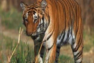 लखीमपुर खीरी में बाघ ने ली महिला की जान