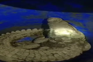 7 feet crocodile in morena