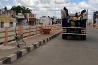 andhra pradesh  Monkey running along funeral vehicle  Monkey running  നന്ദ്യാല  ആന്ധ്ര പ്രദേശ്  ഹാച്ചിക്കോ  നായയും മനുഷ്യനും  കുരങ്ങനും മനുഷ്യനും  monkey video  കുരങ്ങൻ  വാഹനത്തിന് പിന്നാലെ ഓടി കുരങ്ങൻ